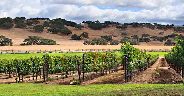 Rows of Grapevines 