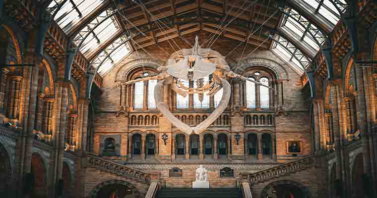 The Natural History Museum