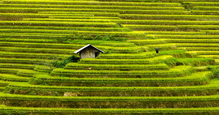 Paddy fields 