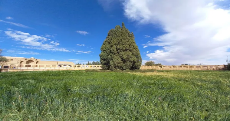 سرو ابرکوه-2
