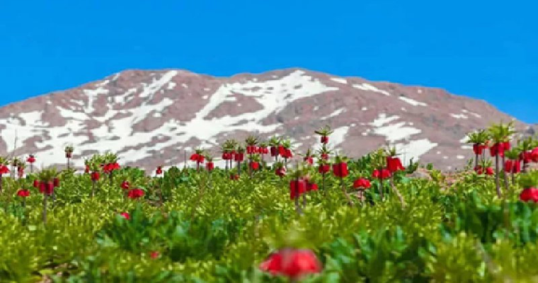 قالی کوه-2