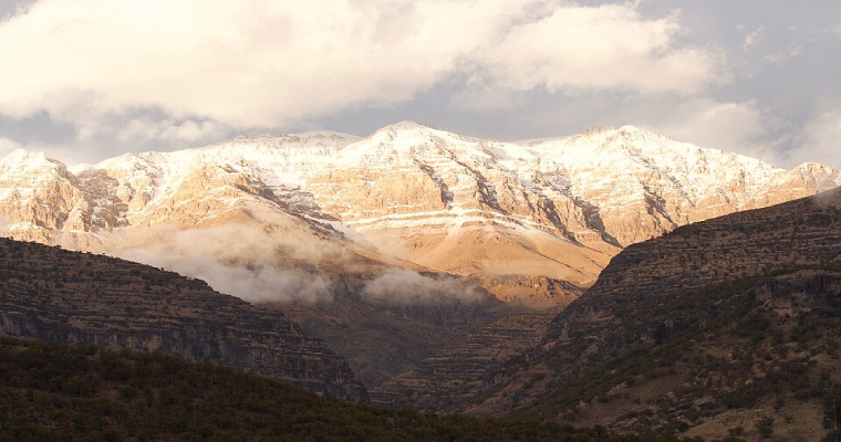 زردکوه